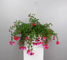 Fuchsia Hanging Basket