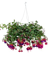 Fuchsia Hanging Basket