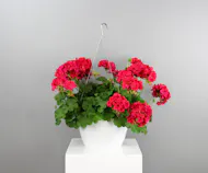 Geranium Hanging Basket