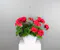 Bright and cheerful, this 10" geranium hanging basket features lush zonal geraniums known for their bold blooms and classic appeal. 