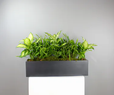 Slate Planter is a striking, modern greenery display featuring a lush Boston fern and bold Dieffenbachia, arranged in a large black ceramic planter.