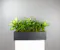 Slate Planter is a striking, modern greenery display featuring a lush Boston fern and bold Dieffenbachia, arranged in a large black ceramic planter.