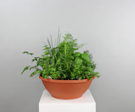 Green Plants