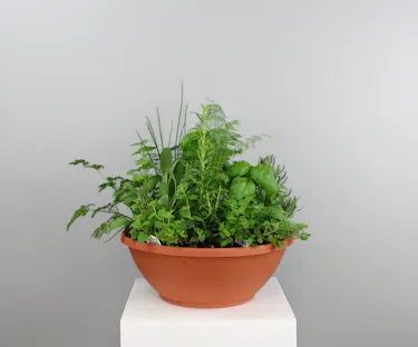 Herb Garden