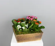 Kalanchoe Charm - 4 Kalanchoes in a Wooden Crate