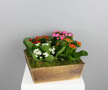 Brighten any space with our Kalanchoe Charm—a delightful wooden crate featuring 4 vibrant and blooming kalanchoes.