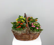 Kalanchoe Colorburst Basket - 4 Kalanchoes in a Basket