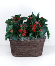 Two Kalanchoes in a Basket