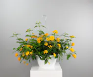 Lantana Hanging Basket
