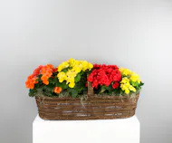 Rieger Rainbow - Large Rieger Begonia Canoe Basket