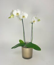Orchid in Gold Ceramic Pot
