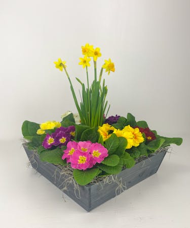 Eight Primroses in a Wooden Container with a Tete-A-Tete