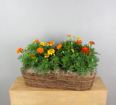 Golden Hour Marigolds: This vibrant canoe basket brims with the warmth and charm of a sunset.