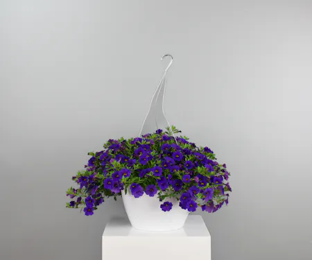 Hanging Baskets