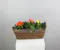The Radiant Rieger Basket is a vibrant display of color and charm, featuring three 4.5-inch assorted Rieger begonias nestled together in a woven basket.