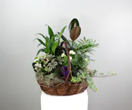 Purple Passion - Assorted Green and Blooming Basket