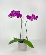 Orchid Plant in Ceramic Pot