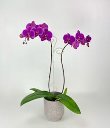 Orchid Plant in Ceramic Pot