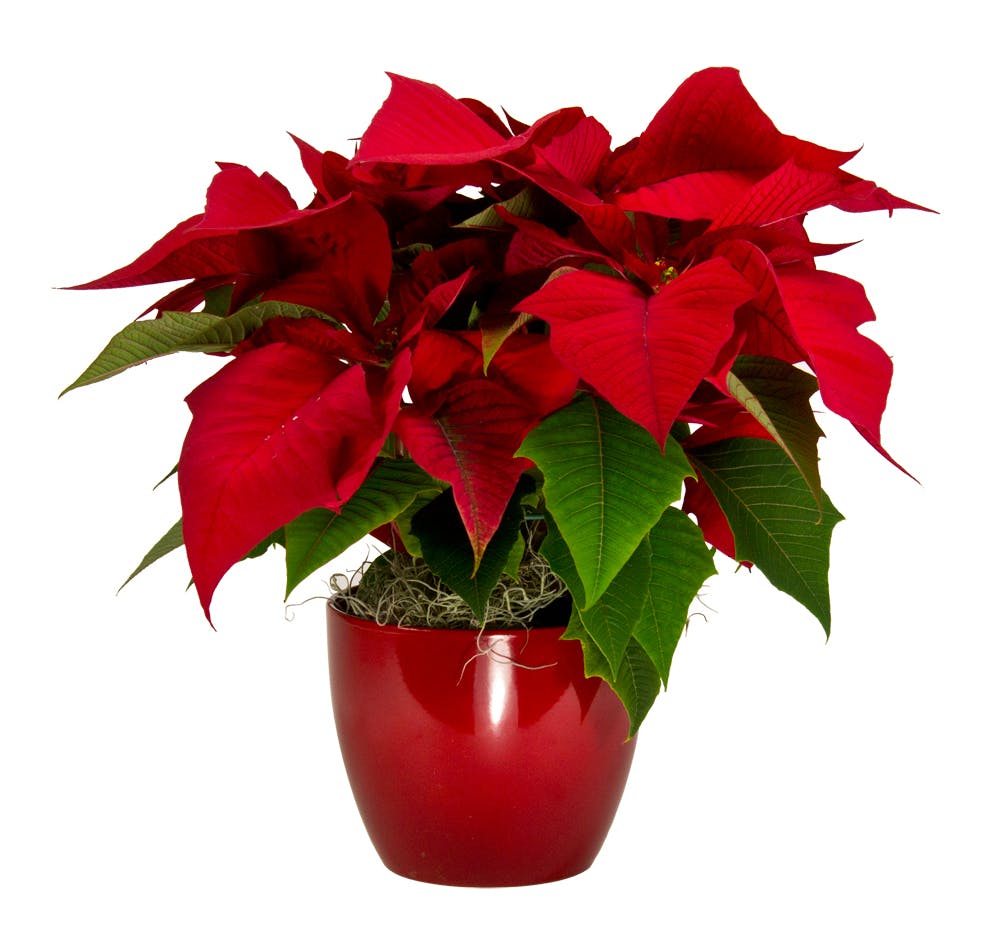 Pixie Poinsettia in a Ceramic Pot Poinsettias Radebaugh Florist and