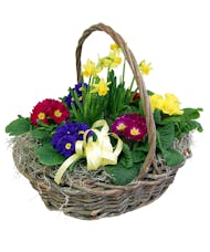 6 Primroses in a Basket with a Tete-a-tete