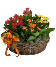 4 Kalanchoes in a Basket