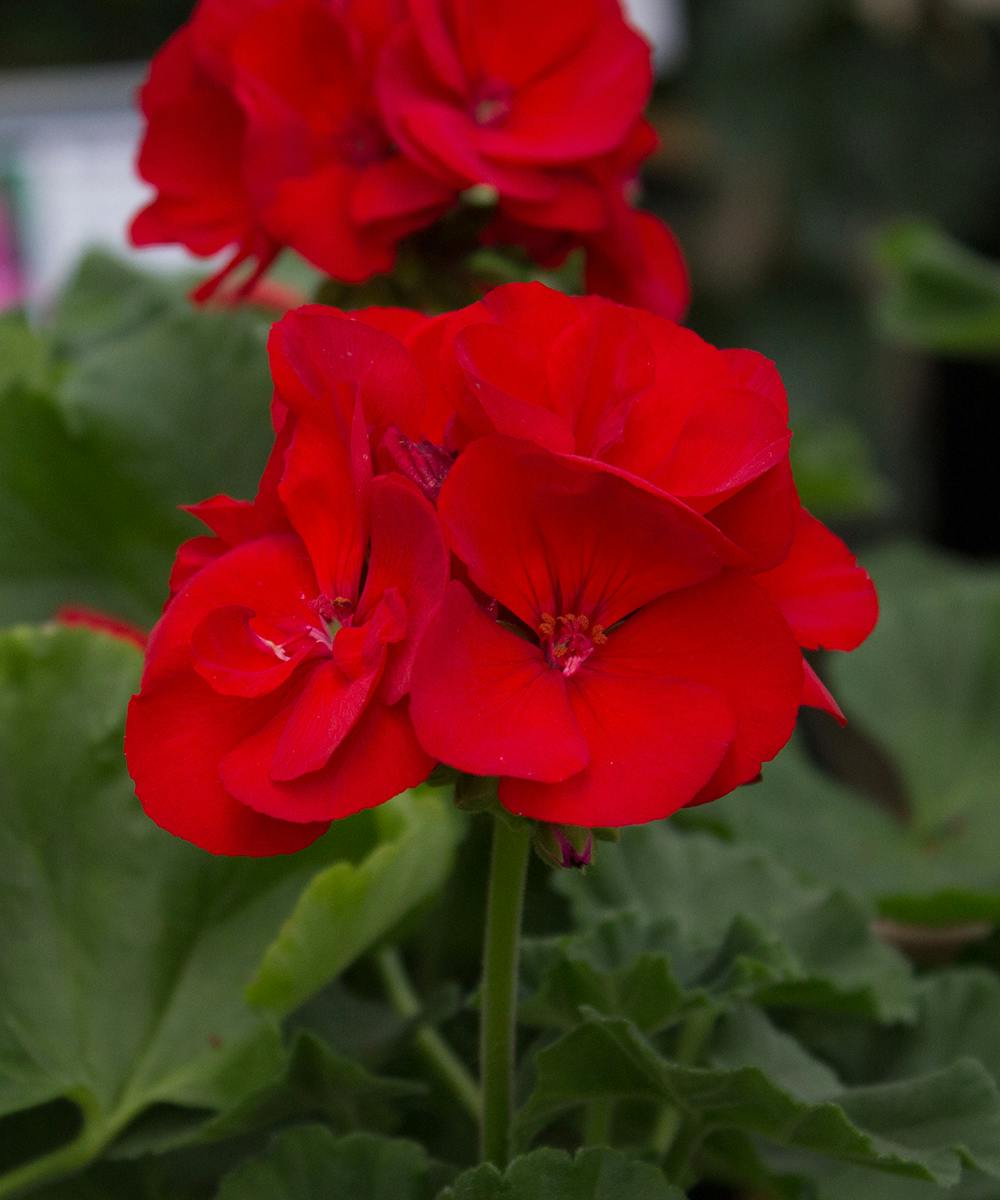 Americana® Dark Red Geranium Bedding Plants Radebaugh Florist