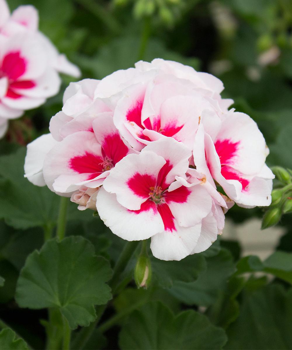 Americana® White Splash Geranium - Bedding Plants - Radebaugh Florist ...