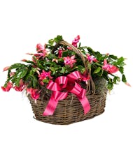 Christmas Cactus Basket