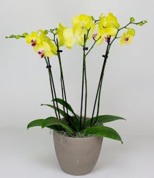 Two Orchid Plants in a Ceramic Pot