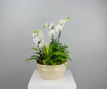 Bring a lush escape into any space with the Tropical Oasis Dish Garden, a vibrant mix of tropical beauty and texture.