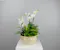 Bring a lush escape into any space with the Tropical Oasis Dish Garden, a vibrant mix of tropical beauty and texture.