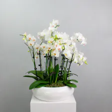 Alabaster Orchids - Orchids in a White Ceramic Pot