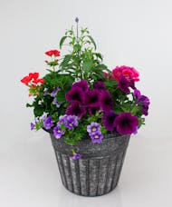 Combo Tub of  Annuals