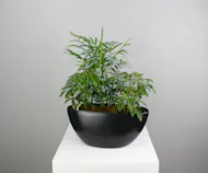 Verdant Noir - Dish Garden