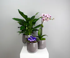 Botanical Trio