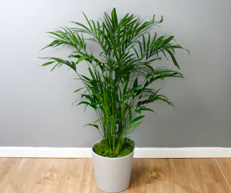 Plants