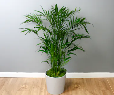 The Premier Cat Palm - In a Ceramic Pot