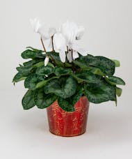 Cyclamen in Holly Container