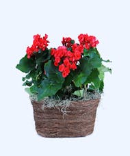 Two Rieger Begonias in a Basket
