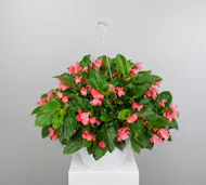 Dragon Wing Begonia Hanging Basket