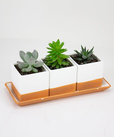 Triple Succulent Planter