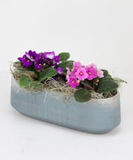 Two Violets in a Ceramic Pot