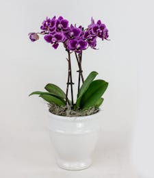 Mini Orchid In White Pedestal Pot