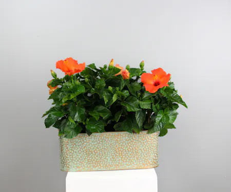 Blooming Plants