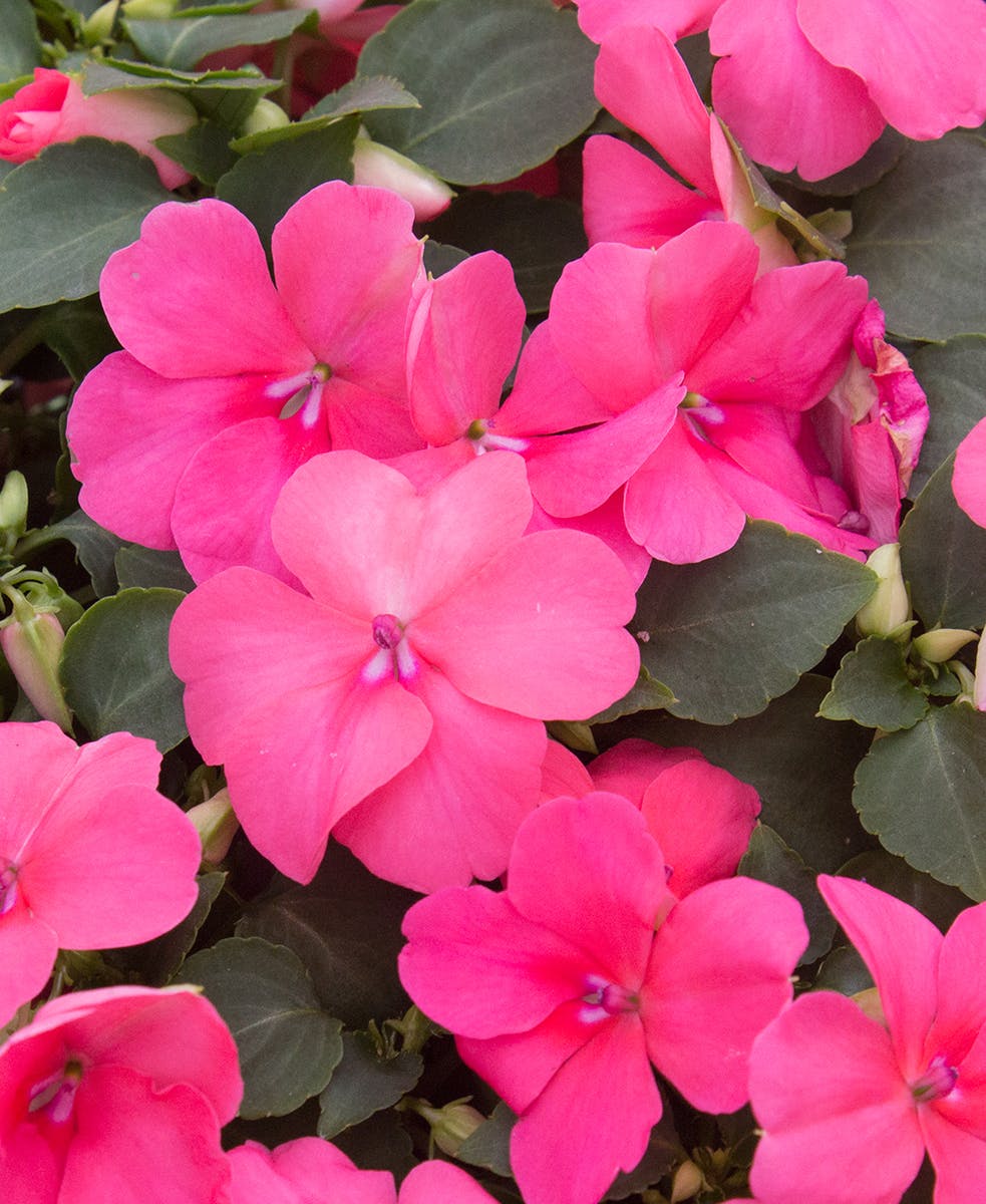 Coral Impatiens Bedding Plants Radebaugh Florist & Greenhouses