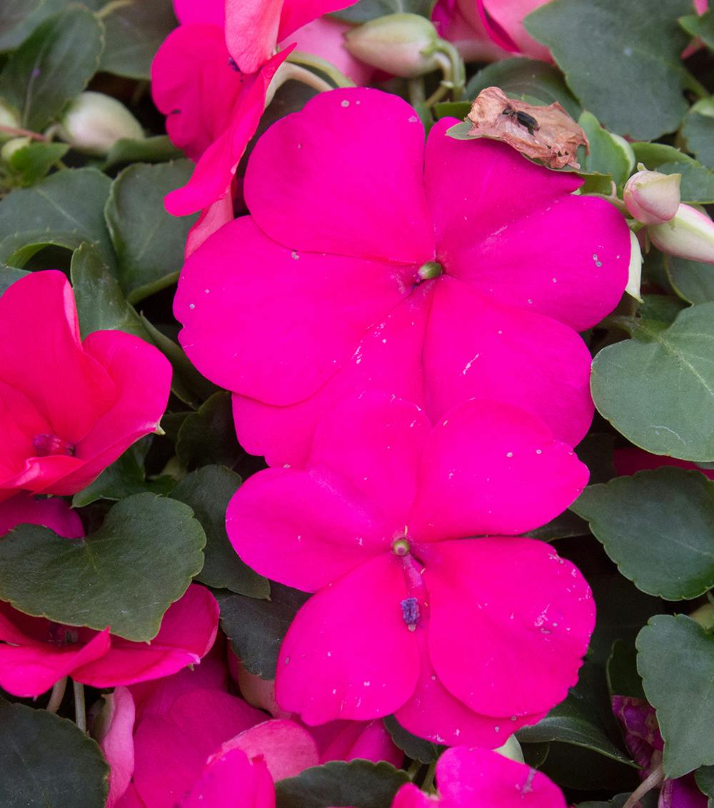 Lipstick Impatiens Bedding Plants Radebaugh Florist & Greenhouses