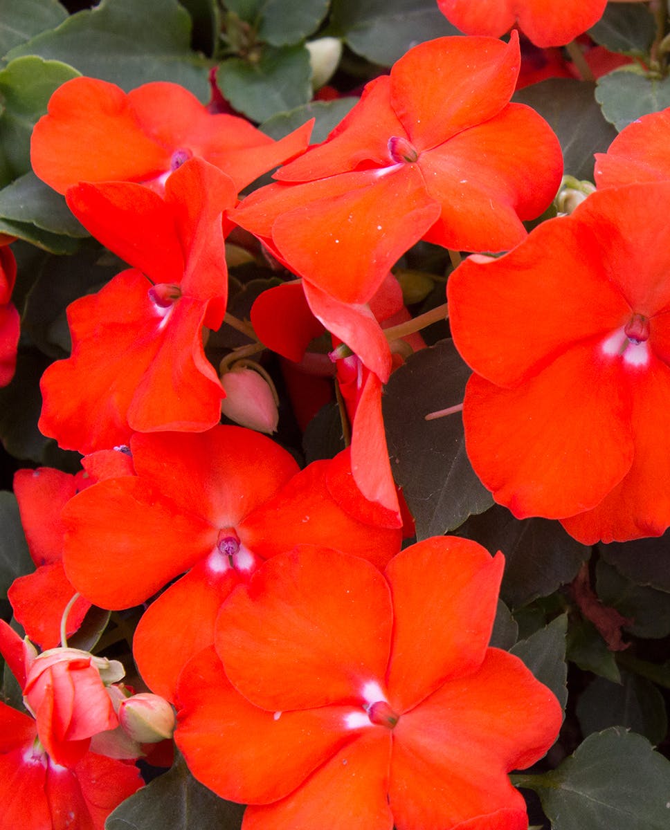 Orange Impatiens Bedding Plants Radebaugh Florist & Greenhouses