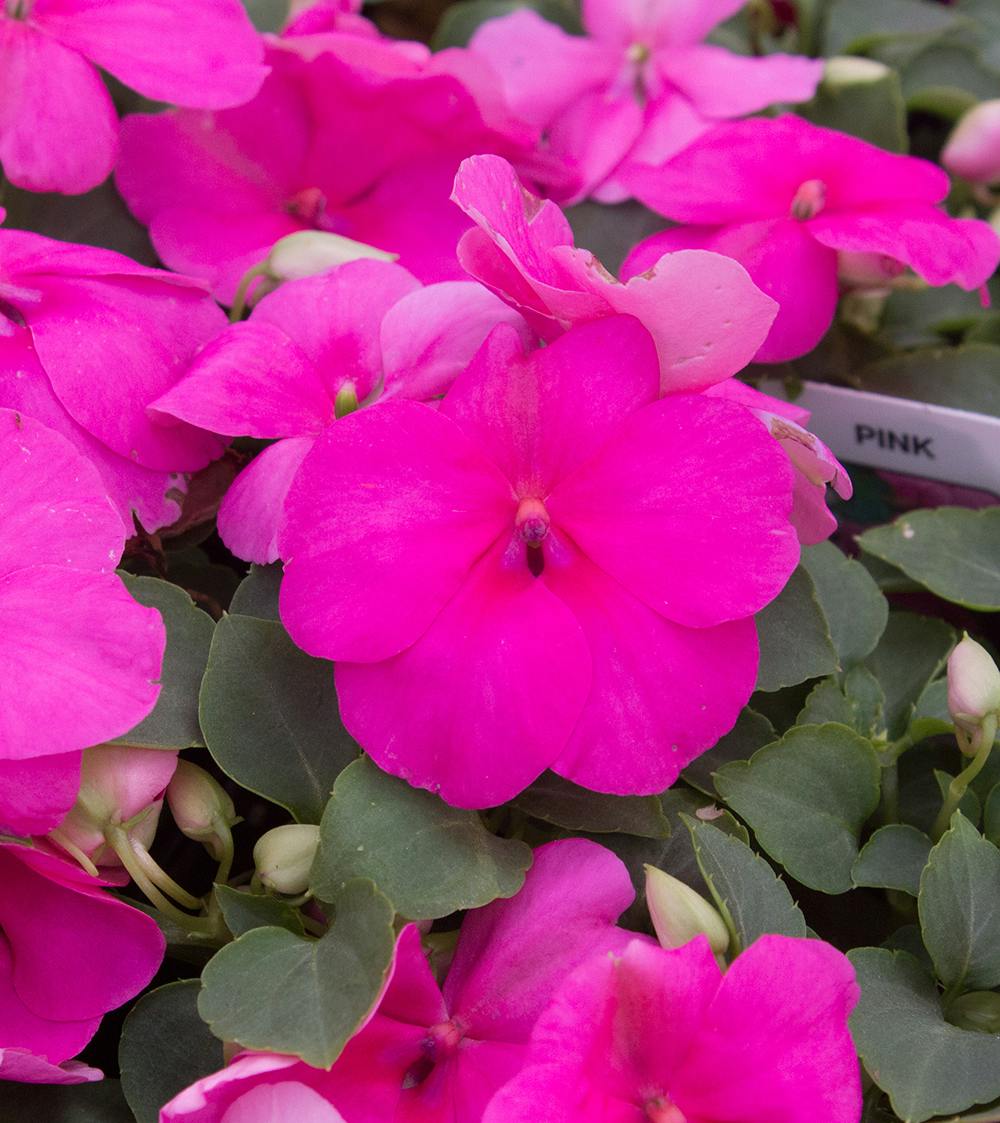 Pink Impatiens Bedding Plants Radebaugh Florist & Greenhouses