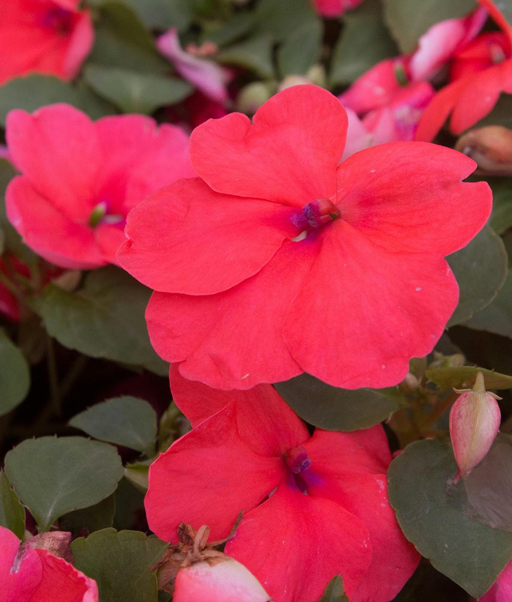Salmon Impatiens Bedding Plants Radebaugh Florist & Greenhouses