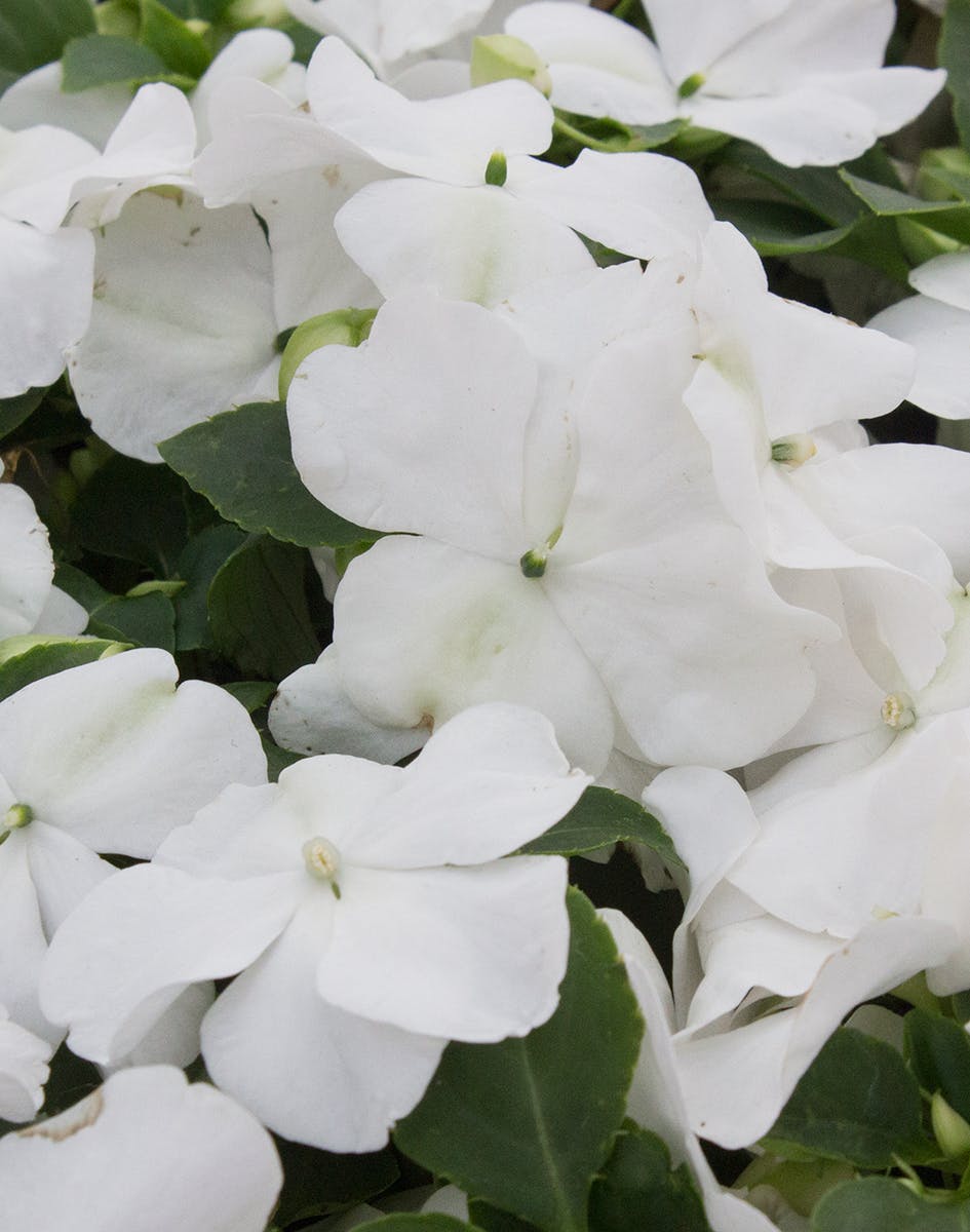 White Impatiens Bedding Plants Radebaugh Florist & Garden Center